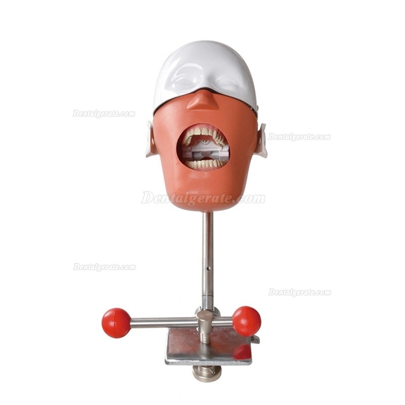 Zahnmedizin-Simulator Phantomkopf Zahnmedizin (Typodont kompatibel mit Nissin Kilgore / Frasaco)